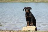 BEAUCERON - PUPPIES 198